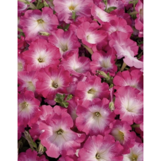 Petūnijas Celebrity Pink Morn, Petūniju sēklas