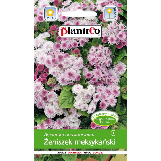 Haustona agerāti, Agerāti, Agerāta sēklas, agerātu sēklas, ageratum