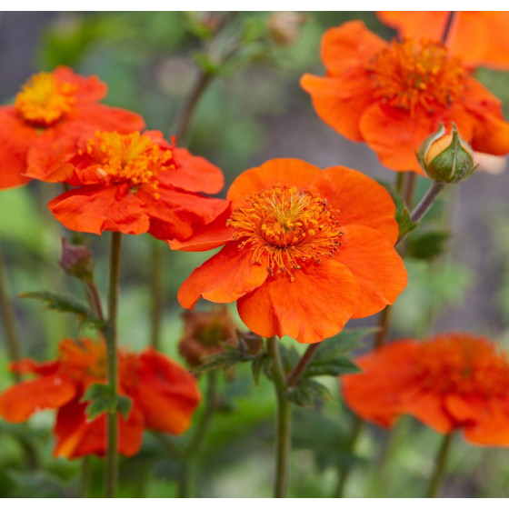 Bitene šarlaksarkanā, Šarlaksarkanā bitene, bitenes, Geum coccineum Koi