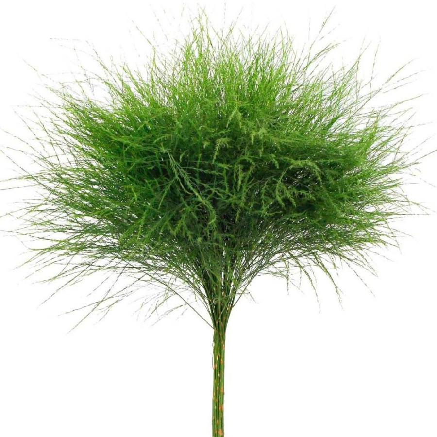 Sparģeļi. Sparģeļu sēklas.