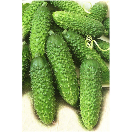 Gurķi Sonate F1, Gurķu sēklas Sonate F1, Profesionālās sēklas Sonate F1