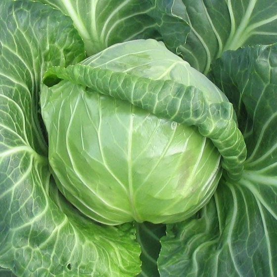 Kāposti Jetma F1 30s, Kāpostu sēklas jetma (30 sēklas)