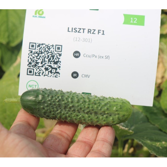Gurķi Liszt RZ F1 , Gurķi Liszt F1, Gurķu sēklas Liszt F1, Gurķu sēklas, Profesionālās gurķu sēklas