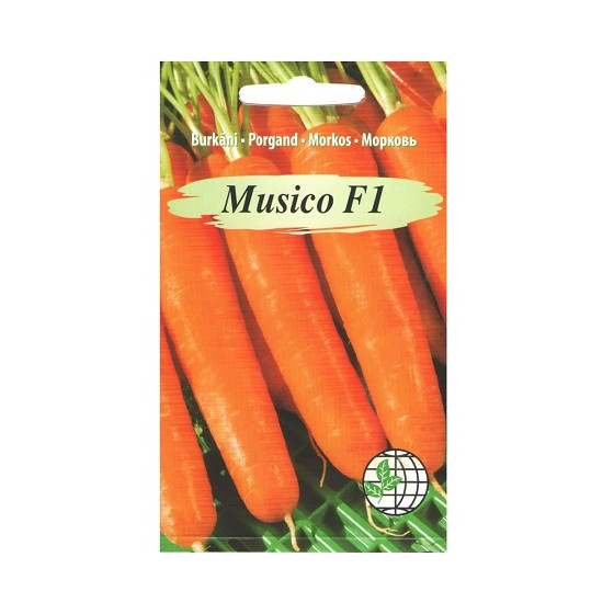 Burkāni Musico F1, Burkānu sēklas Musico, Burkāni Musiko