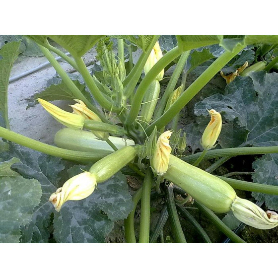 Kabači Suha F1, Kabaču sēklas Suha F1, Cukini sēklas Suha F1