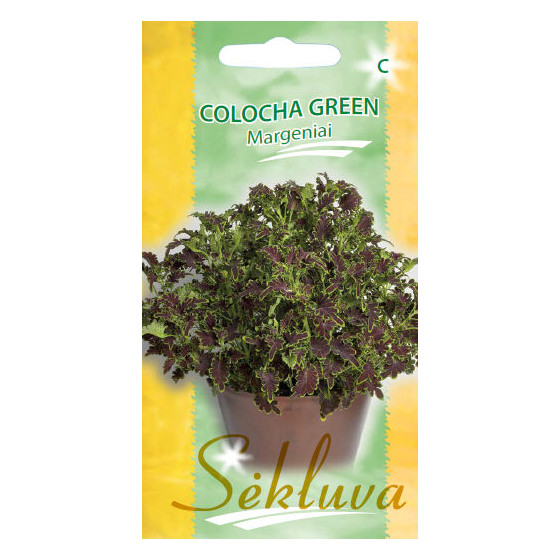 Skaistnātrīte, Skaistnātrīte Colocha Green, Coleus blumei