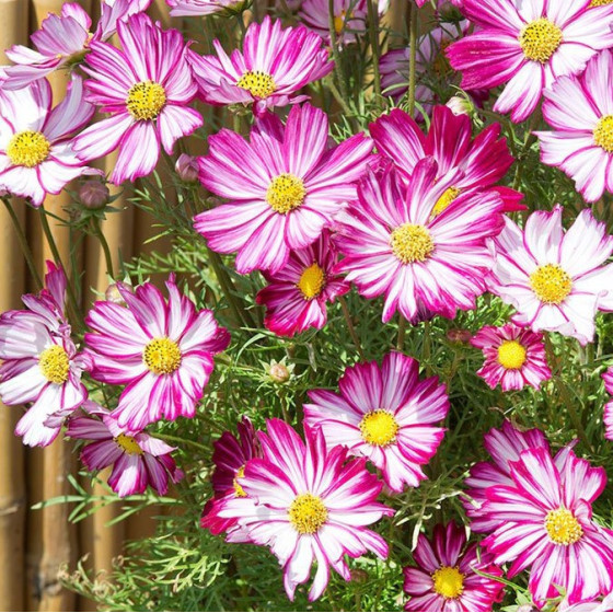 Zemās kosmejas, Zemo kosmeju sēklas, Cosmos bipinnatus Dwarf Purple Picotee