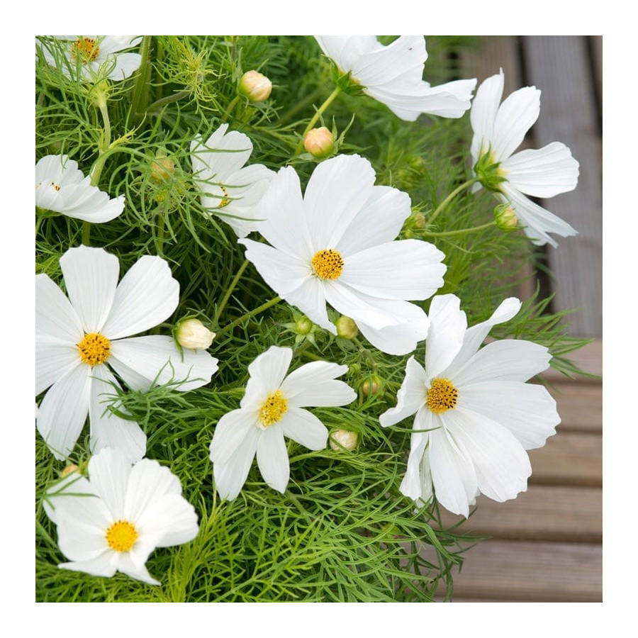 Kosmejas, kosmeju sēklas, cosmos bipinnatus, Pildītās kosmejas