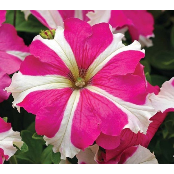 Petunia tritunia Rose Star, petūniju sēklas, petūnijas sēklas