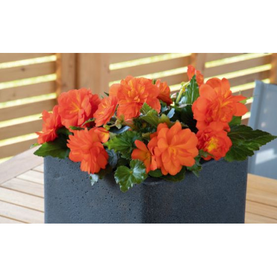 Begonia thuberhybrida "Nonstop Sunset" 250 sēklas