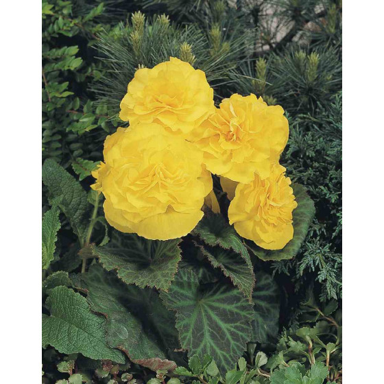 Begonia thuberhybrida "Nonstop Yellow" 250 sēklas