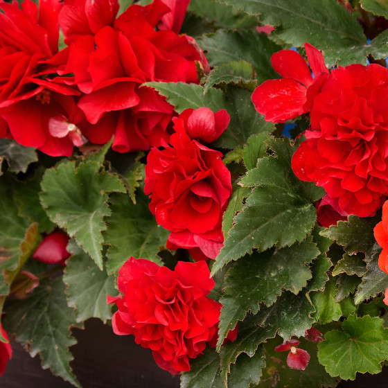 Begonia thuberhybrida "Nonstop Mocca Scarlet" 250 sēklas