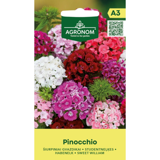 Studentu neļķes PINOCCHIO, neļķes, studentu neļķes, studentu neļķu sēklas