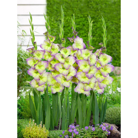 Gladiolas MOONLIGHT SHADOW (izm. 12-14), Gladiolu sīpoli, Nopirkt gladiolu sīpolus