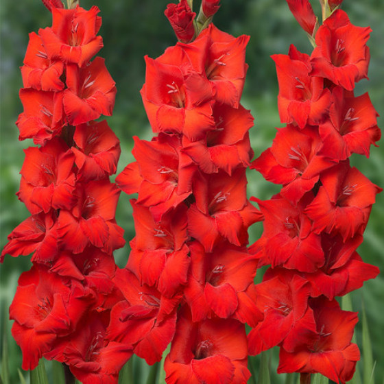 Gladiolas OSCAR, Gladiolu sīpoli Oscar, Nopirkt gladiolu sīpolus