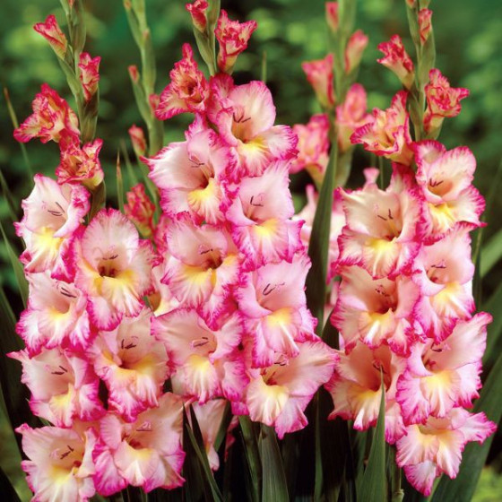 Gladiolas PRISCILLA, Glaiolas, Gladiolu sīpoli, Gladiolas, Nopirkt gladiolas