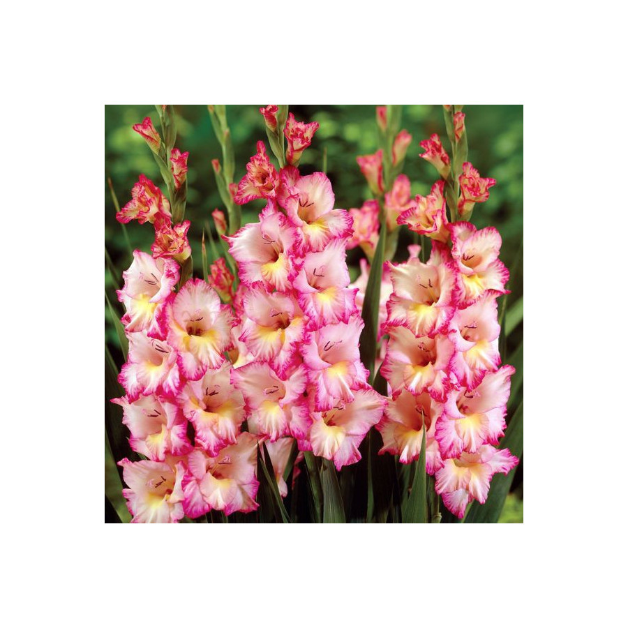 Gladiolas PRISCILLA, Glaiolas, Gladiolu sīpoli, Gladiolas, Nopirkt gladiolas