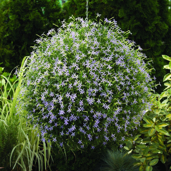 Laurentija, Laurentijas sēklas, Laurentijas, Isotoma hybrida