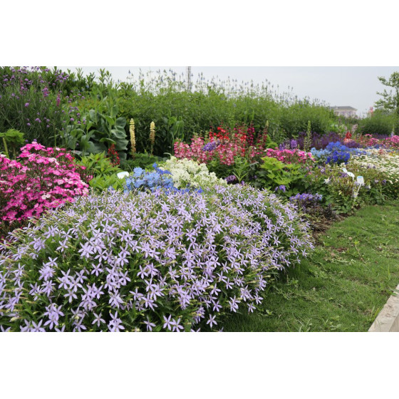 Laurentija, Laurentijas sēklas, Laurentijas, Isotoma hybrida