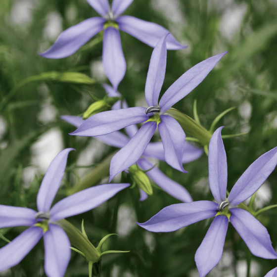 Laurentija, Laurentijas sēklas, Laurentijas, Isotoma hybrida