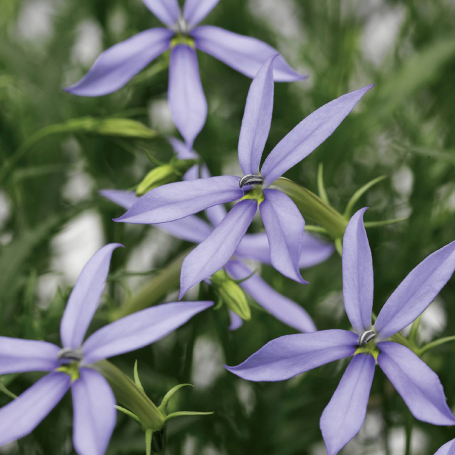 Laurentija, Laurentijas sēklas, Laurentijas, Isotoma hybrida