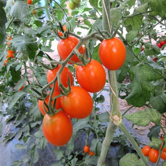 Tomāti Blondy, Tomātu sēklas Blondy, Plūmju tomāti