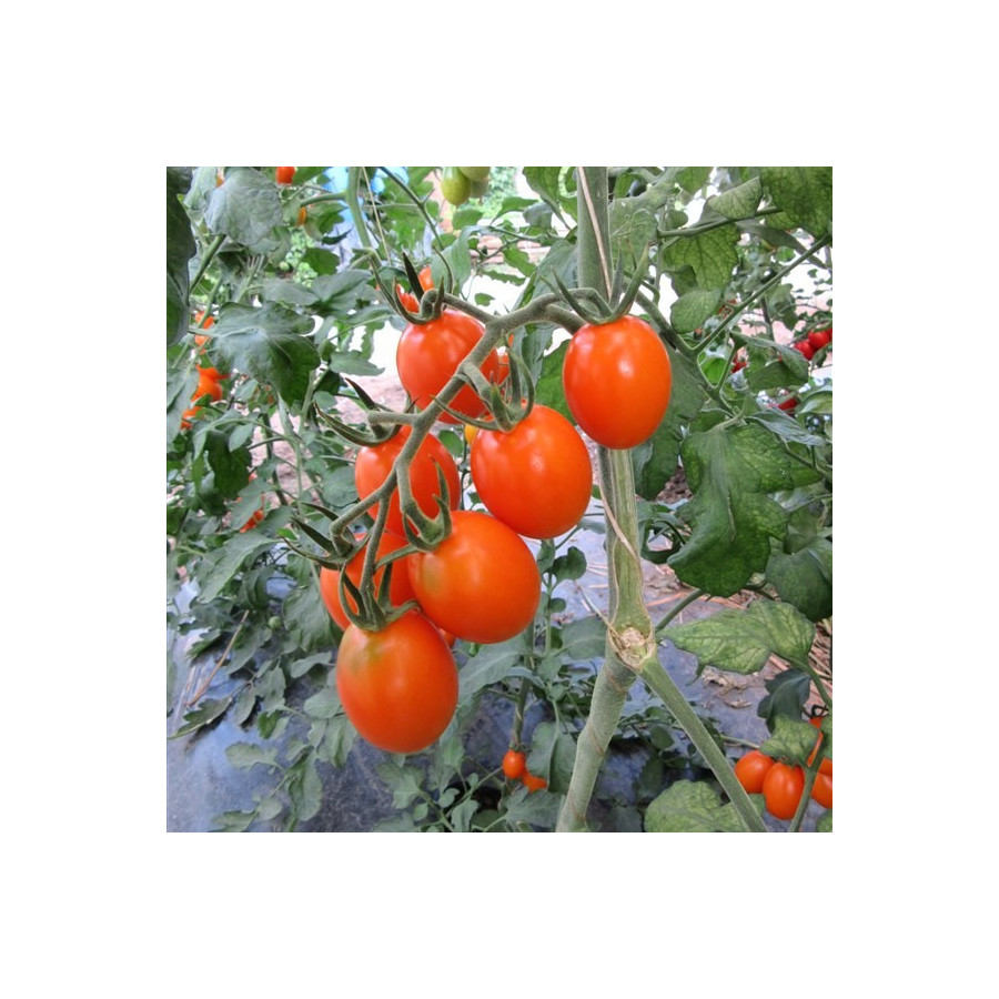 Tomāti Blondy, Tomātu sēklas Blondy, Plūmju tomāti