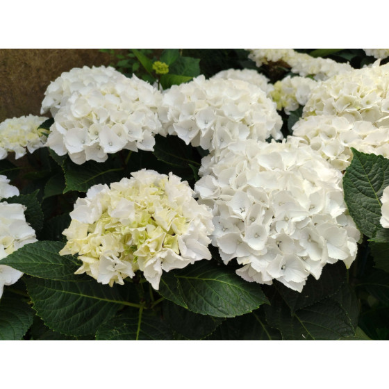 Hydrangea macrophylla Saxon Bright White
