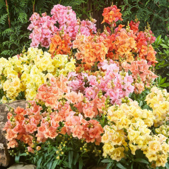 Lauvmutītes pildītās Twinny Full Mix