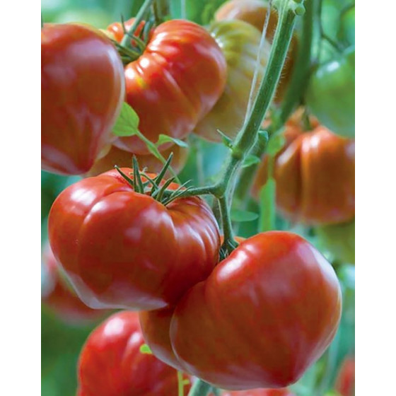 Tomāti Gourmandia F1, Tomātu sēklas Gourmandia F1