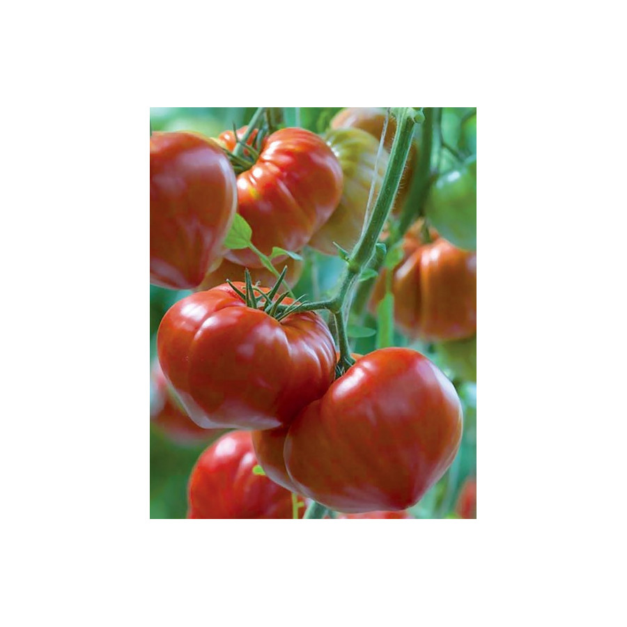 Tomāti Gourmandia F1, Tomātu sēklas Gourmandia F1