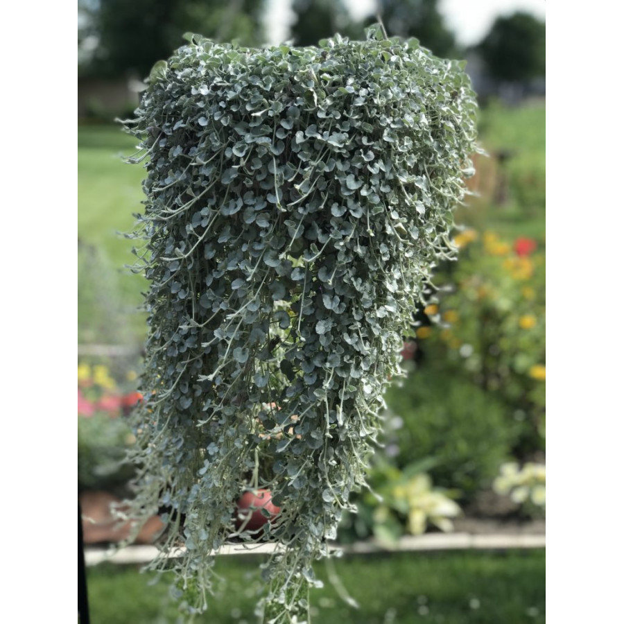 Dihondra Silver Falls, Dihondras sēklas, Dichondra repens, Sudrabainā dihondra