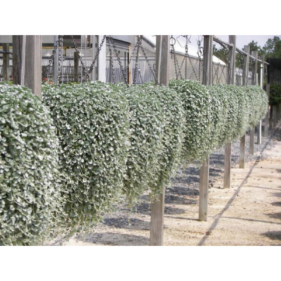 Dihondra Silver Falls, Dihondras sēklas, Dichondra repens, Sudrabainā dihondra