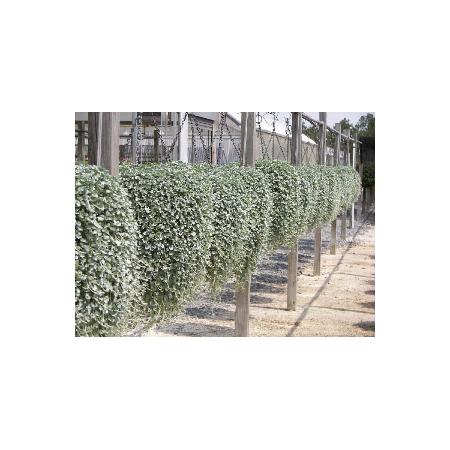 Dihondra Silver Falls, Dihondras sēklas, Dichondra repens, Sudrabainā dihondra