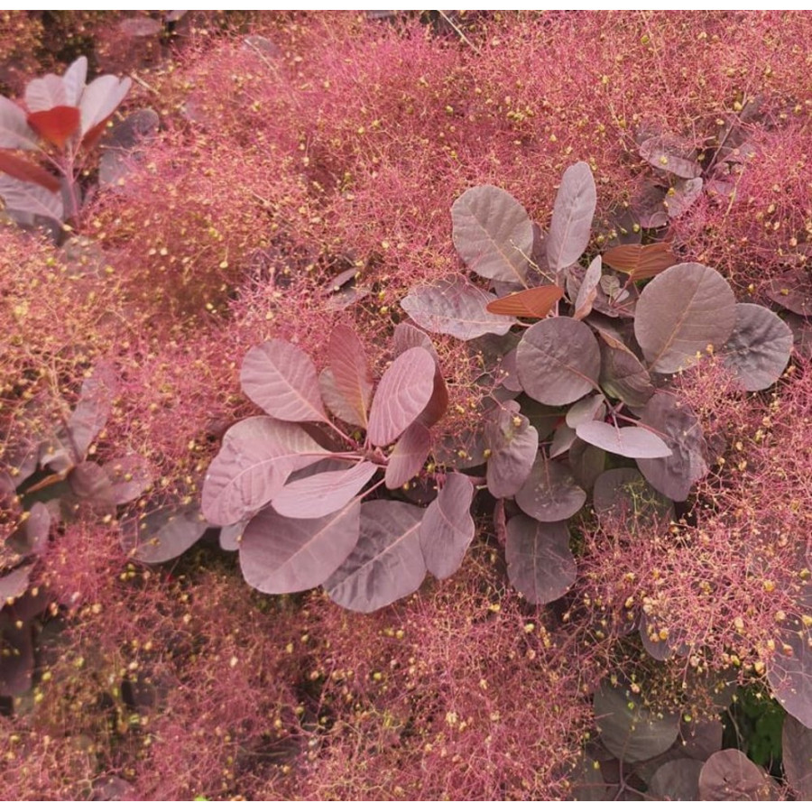 Cotinus coggygria Royal Purple, Parūkkoks