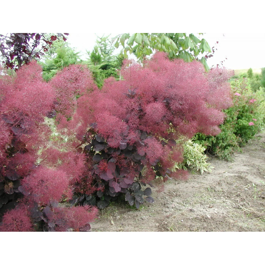 Cotinus coggygria Royal Purple, Parūkkoks