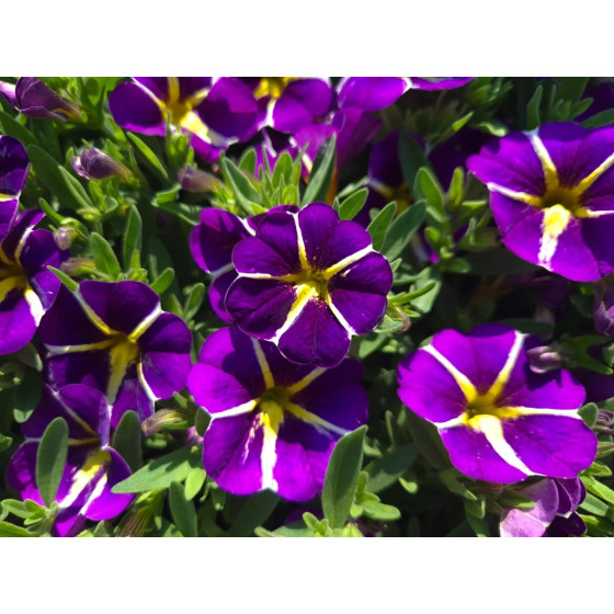 Calibrachoa parviflora Cabaret Special Purple Star