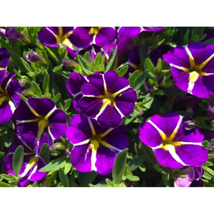 Calibrachoa parviflora Cabaret Special Purple Star