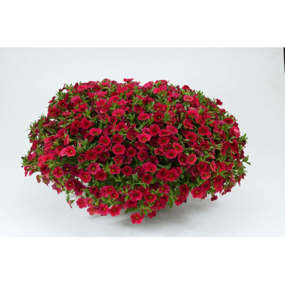 Calibrachoa hybrida Lia Dark Red