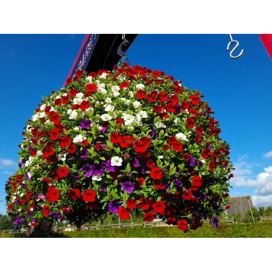 Calibrachoa parviflora Cabaret MixMasters Cafe de Paris (3in1)