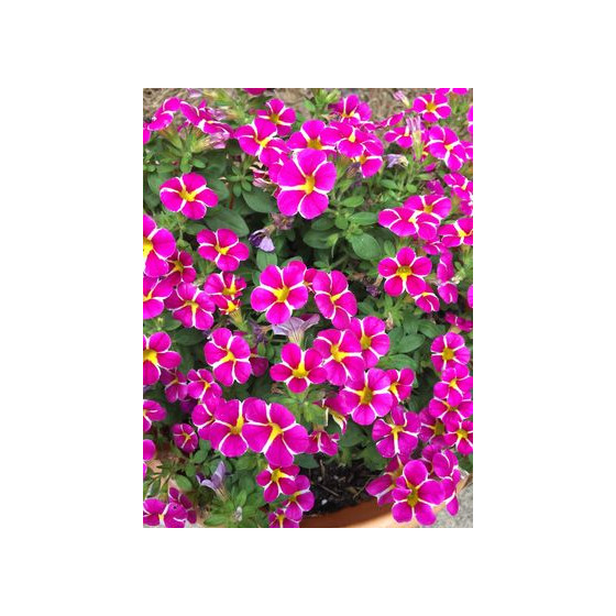 Calibrachoa parviflora Cabaret Special Pink Star