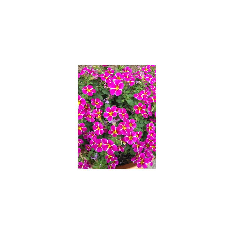 Calibrachoa parviflora Cabaret Special Pink Star