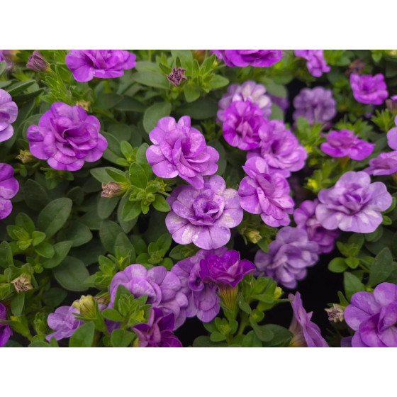 Calibrachoa parviflora Cabaret Double Sky Blue