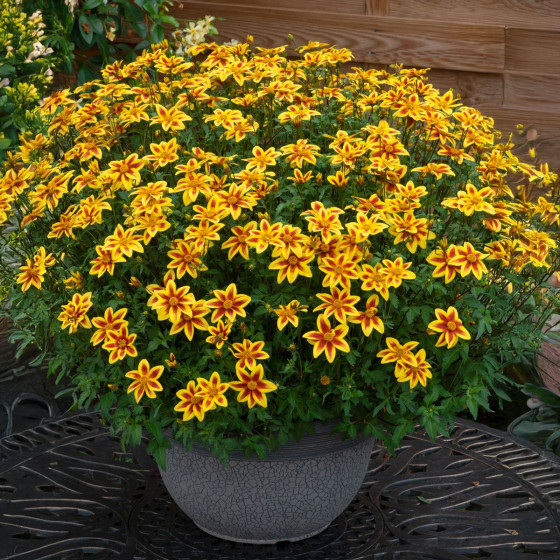 Bidens ferulifolia Blazing Star