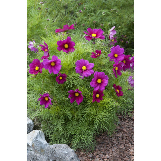 Kosmejas, kosmeju sēklas, cosmos bipinnatus, Pildītās kosmejas