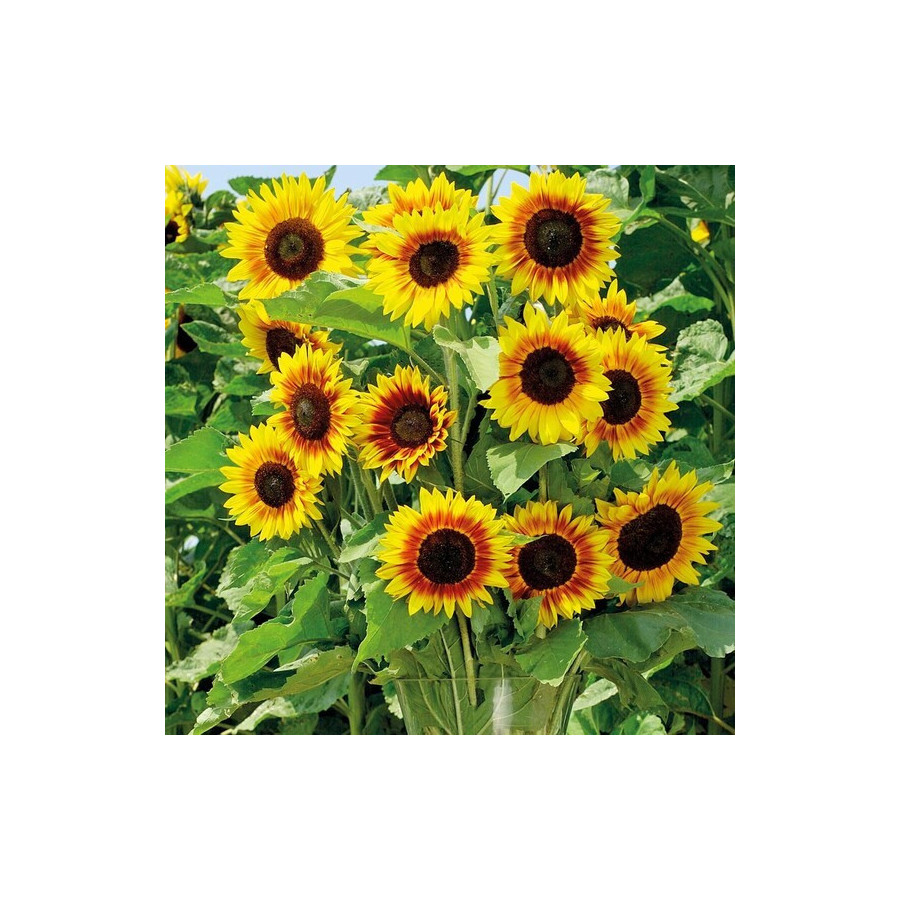 saulespuķes, saulespuķu sēklas, Helianthus annus