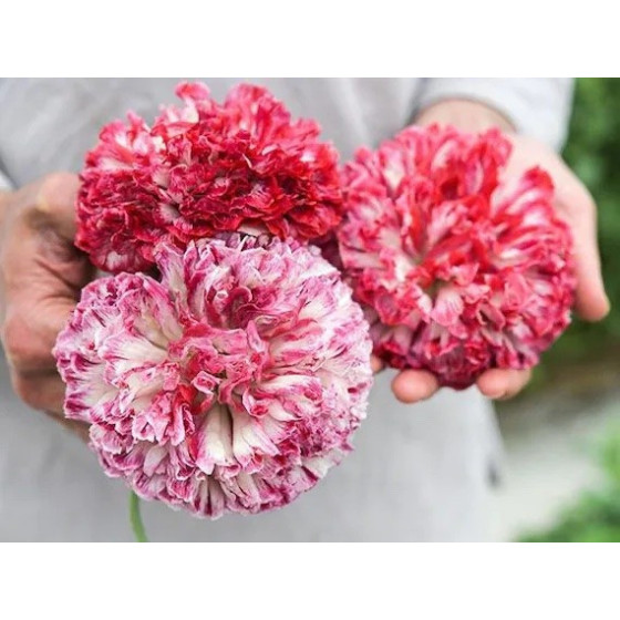 Magones, Pildītās magones, Pildīto magoņu sēklas