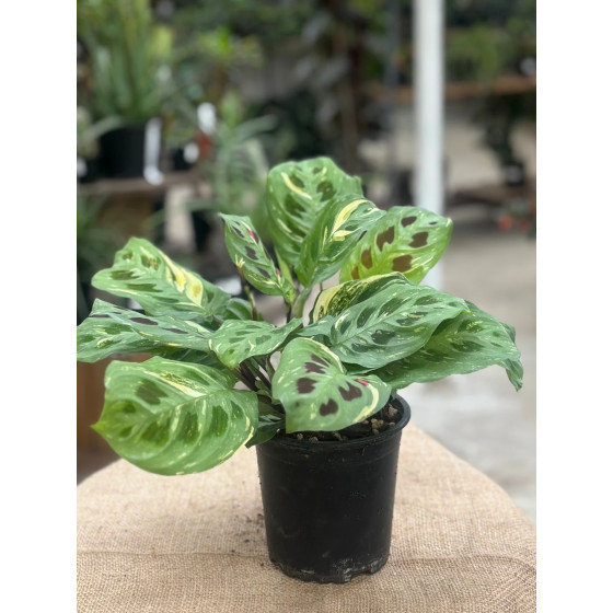 Maranta Variegata, Marantha variegata, Maranta Kerchoveana Variegata