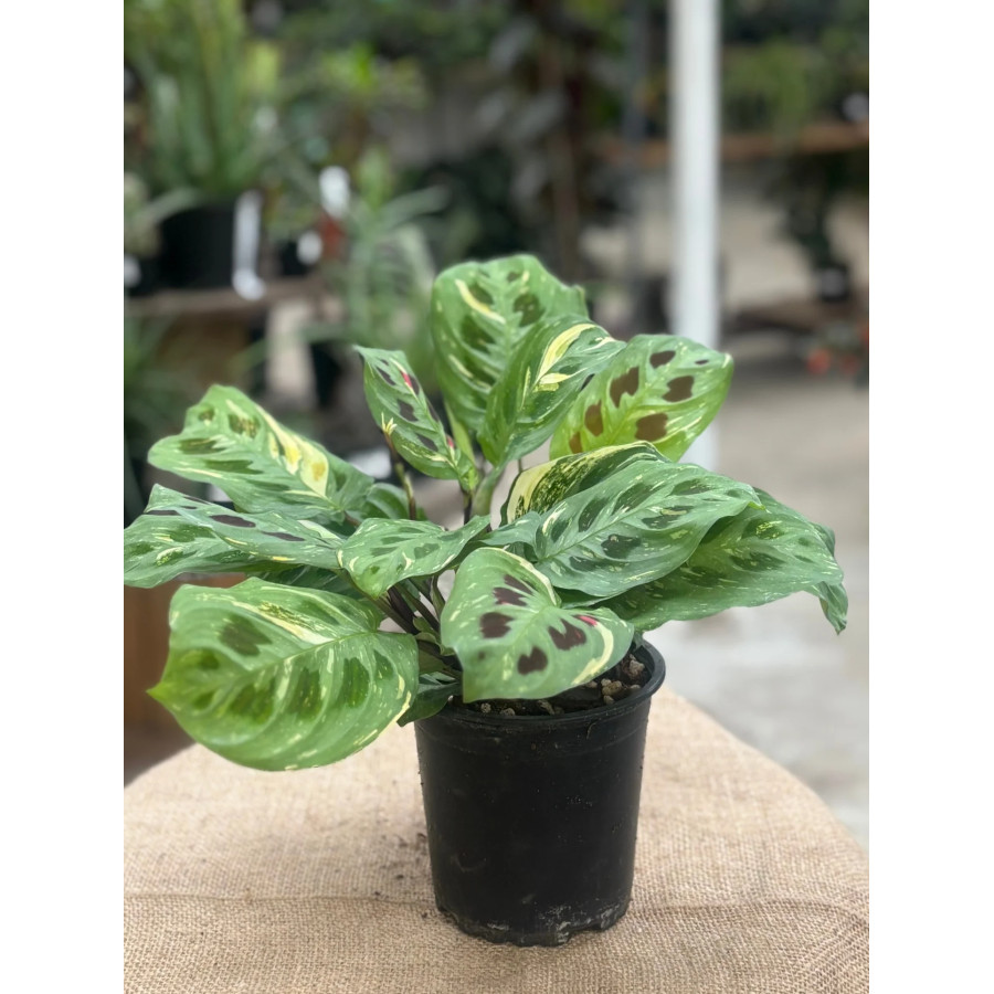 Maranta Variegata, Marantha variegata, Maranta Kerchoveana Variegata