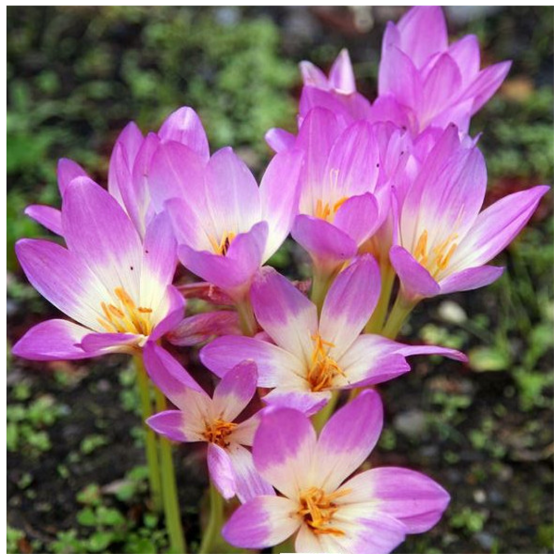 Vēlziedes, Rudens krokusi, Vēlziedes pirkt, Nopirkt vēlziedes, Rudens krokusu sīpoli